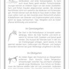 "Der Garten im März" oben. Themen: Blühende Pflaumen, Gartenarbeiten in Zier-, Gemüse- und Obstgärten. Gartentipp: Quittenbaum pflanzen. Gourmet-Tipp: Bärlauchbutter.