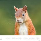 "11 Dumont" und Monatskalender für November unten. Ein Eichhörnchen blickt in die Kamera vor unscharfem grünem Hintergrund.
