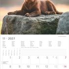 Ein Kalender für November 2027. Ein brauner Welpe liegt auf einem Felsen vor einem unscharfen, warmen Sonnenuntergang.
