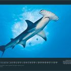 NOVEMBER, Monatskalender, ein Hammerhai schwimmt im klaren blauen Wasser mit zwei weiteren Fischen im Hintergrund.