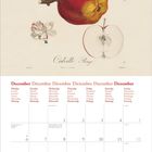"Calville Rouge". Oben Illustration eines Apfels mit Blättern. Unten Kalender für Dezember 2027 in verschiedenen Sprachen.