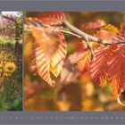 "November 2027" steht am unteren Rand. Links: Herbstlandschaft mit Gräsern. Rechts: Nahaufnahme bunten Herbstlaubes.  