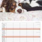 Monatskalender: Dezember, Décembre, Dicembre, December. Foto: Katze und Hund kuscheln auf einer gemusterten Decke.