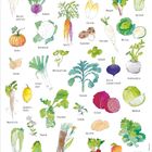 Text "November", Illustrationen von Gemüse und Obst mit Bezeichnungen wie "Kohlrabi", "Kartoffel" und "Rote Bete".