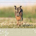 "Aug" oben, darunter ein Kalender von Montag bis Sonntag. Ein Hase springt über eine Wiese voller kleiner Blumen.