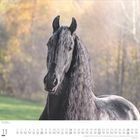 Kalenderblatt November. Ein schwarzes Pferd steht vor einem unscharfen herbstlichen Hintergrund.