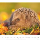 **10 - 2027** Unten Kalenderdatum: 1 bis 31; ein Igel in Herbstlaub.