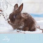 Text: "Dez, Mo Di Mi Do Fr Sa So..."
Ein braunes Kaninchen sitzt im Schnee, mit Schneeflocken auf dem Fell.
