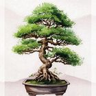 Die Zahlen 8 und 12 umrahmen eine Illustration eines Bonsai-Baumes in einem rechteckigen Topf.