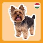 Ein Yorkshire Terrier mit fröhlichem Ausdruck. Oben rechts zeigt sich ein rundes Logo mit ungarischer Flagge.