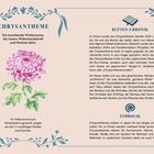 **CHRYSANTHEME**  
Die leuchtende Wintersonne, die innere Widerstandskraft und Klarheit lehrt.  
Im Volksmund auch Winterastern genannt, zeigen sie sich in unzähligen Farben und Formen.  
**BLÜTEN-CHRONIK**  
In China wurde die Chrysantheme bereits 1400 v. Chr. gezüchtet...  
**SYMBOLIK**  
Chrysanthemen stehen in Japan für ein langes und glückliches Leben...  
Illustration einer pinken Chrysantheme mit grünen Blättern. Dekorative blaue Ornamentik.