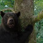 Ein Bär klammert sich an einen Baumstamm im Wald, mit offenem Maul und sichtbaren Zähnen.