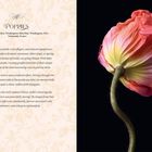 Text: "POPPY, Hillhaven Garden, Washington, USA, Normandy, France." 
Rechte Seite: Abbildung einer Mohnblume vor schwarzem Hintergrund.