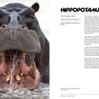 "HIPPOPOTAMUS: Deceptively cute, decidedly lethal. Species: Hippopotamus amphibius. Ein Nilpferd zeigt seine Zähne."