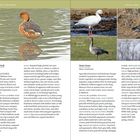 Seite 52: Ducks, Geese, and Swans. Fulvous Whistling-Duck. Seite 53: Snow Goose. Fotos zeigen verschiedene Wasservögel.