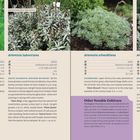 Beschreibung von Artemisia abrotanum, ludoviciana, schmidtiana, stelleriana. Jeweils Info zu Farbe, Blütezeit, Größe, Licht.
