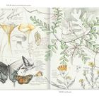 Texte oben: "JULY 30–AUGUST 5", "7.31.13 black locust and thistle leaves, grasses".  
Illustration: Pflanzen, Pilze, Schmetterlinge, Blätter.