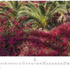 Text: "Bougainville", "6", "Casares Edition". Palmen und dichte rosafarbene Bougainvillea-Blüten dominieren die Szene.