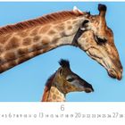"Giraffenmama mit Fohlen." Kalenderseite mit Giraffenmutter und Jungtier vor blauem Himmel, markiert Monat "6".