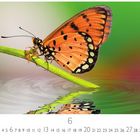 Kalendertext: Zahlen vom 1 bis 30, große 6 in der Mitte. 
Ein orange-schwarzer Schmetterling auf einem grünen Stiel, reflektiert im Wasser.