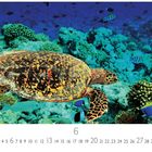 Text: "Water Turtle". Unter Wasser ist eine Schildkröte über Korallen, umgeben von bunten Fischen und einem blauen Hintergrund.