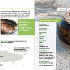 "Quappe" steht groß auf der rechten Seite. Im Text geht es um Raubfische, speziell die Quappe, mit Tipps zum Fangen.