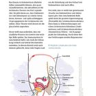 Texte: "Kurz und verständlich: Was ist Endometriose?", "Mögliche Lokalisation der Endometrioseherde." Illustration eines weiblichen Beckens.