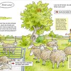 Dialog: "Mmh! Lecker!"  
Aufgaben: "Suche die beiden fehlenden Schafe!", "Schere das Fell in Streifen von oben nach unten!"  
Szene: Eine Schafschur, viele Schafe im Gras, ein Mädchen mit Schere. Ein Mann isst Obst unter einem Baum.