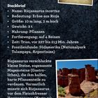 "Spezialwissen. Steckbrief: Riojasaurus incertus. Bedeutung: Echse aus Rioja. Größe: 10 m, 2 m hoch. Gewicht: 2 t. Nahrung: Pflanzen. Fortbewegung: 4 Beine. Zeit: Trias, 227-213 Mio. Jahren. Fossilien: Südamerika (Talampaya, Argentinien). Bild von Talampaya Nationalpark, Argentinien. Beschreibung von Riojasaurus und seinem Verhalten mit Magensteinen. Erwähnung von Fleischfresser Herrerasaurus."