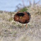 Es gibt keinen sichtbaren Text. Ein Vogel mit auffälligem Federkleid steht im Gras.