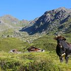 Eine friedliche Berglandschaft mit grünen Hügeln, zwei Holzhütten und einer schwarz-weißen Kuh im Vordergrund.