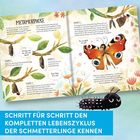 "Schritt für Schritt den kompletten Lebenszyklus der Schmetterlinge kennen." Kinderbuchillustration zur Metamorphose.