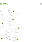 Illustration einer Schritt-für-Schritt-Anleitung, um einen Pottwal zu zeichnen. Text: "38 POTTWAL". "Jetzt bist du dran!"