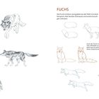 "Zur Technik: Wir können das Fell mit einem Bleistift zeichnen..." und "Fuchs: Der Fuchs ist klein, kompakter als der Wolf..." Illustrationen von Wölfen und Füchsen in Bleistift- und Linienzeichnungen auf zwei Seiten verteilt.