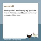 Antwort: b) Die sogenannte Hackordnung legt fest, wer am Futter zuerst fressen darf. Unten zwei Hühner.