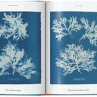 Oben: "BRITISH ALGAE" links, "Part V | 1845" rechts. Illustrationen von Algen auf blauem Hintergrund. Unten: "Plate 51-52".