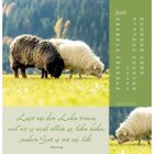 Kalender für Juni mit Zitat: „Lasst uns dem Leben trauen...“ Zwei Schafe auf einer Wiese im Hintergrund.