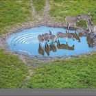 "06 | Juni" steht unten. Zebras trinken aus einer kleinen Wasserstelle, umgeben von grünem Gras.