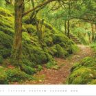 Im Kalender steht "Juni". Ein ruhiger Waldweg, gesäumt von moosbewachsenen Felsen und Bäumen in sattem Grün.