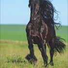 "Juni" steht oben. Ein schwarzes Pferd mit fließender Mähne läuft durch eine grüne Wiese unter blauem Himmel.