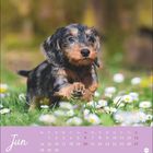 Text: "Jun". Ein kleiner Hund läuft durch blühende Gänseblümchen, umgeben von frischem Gras und unscharfem Hintergrund.