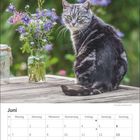 Kalenderseite Juni mit Tabelle. Eine Katze sitzt auf einem Holztisch neben einem Glas mit Blumen.