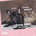 Text: "Es ist schwere Arbeit, ein leichtes Leben zu führen." Ein Hund und eine Katze liegen nebeneinander vor einem Tablet.