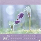 Kalenderblatt "Jun", datiert von 1. bis 30. Ein Marienkäfer auf violetten Blüten, umgeben von sanftem Regen.