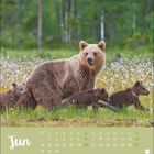 Text: "Jun" und Kalendarium. Eine Bärin mit drei Jungen in einer Blumenwiese vor einem Wald.