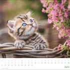 Kalenderblatt für Juni: Eine junge Katze in einem Korb schaut neugierig zu pinken Blumen.