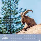 Zitat von Udo Lindenberg: "Mal gehts rauf, mal gehts runter. Ist doch normal." Steinbock auf Felsen vor blauem Himmel. Juni-Kalender.