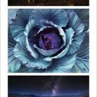 6, 2021. Kalender mit drei Bildern: Sternenhimmel über Küste, eine violette Blume, Lupinenfeld unter Sternenhimmel.