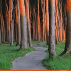 Kalenderseite mit Zahlen 6 und 1–30. Ein gewundener Weg verläuft durch einen Wald mit orange beleuchteten Bäumen.