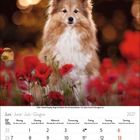 Kalenderseite für Juni 2027 mit einem Sheltie-Hund, umgeben von roten Mohnblumen im Vordergrund.